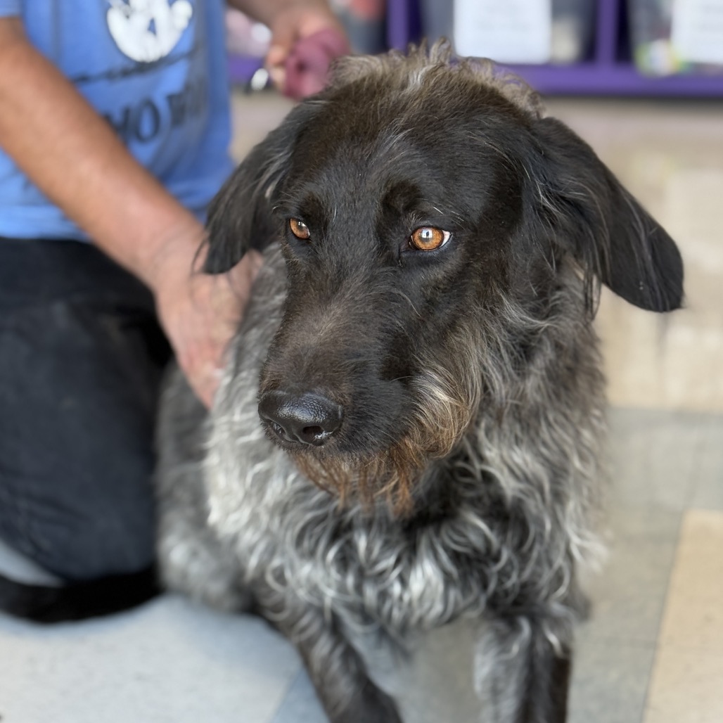 Luna Eclipse — thumbnail 3