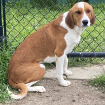Keely FKA Kari, an adoptable Hound