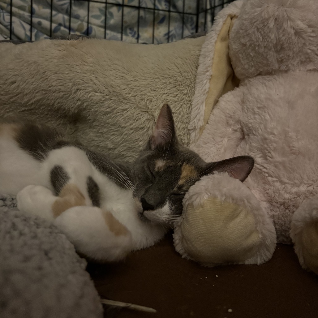 Cleo, photo 2