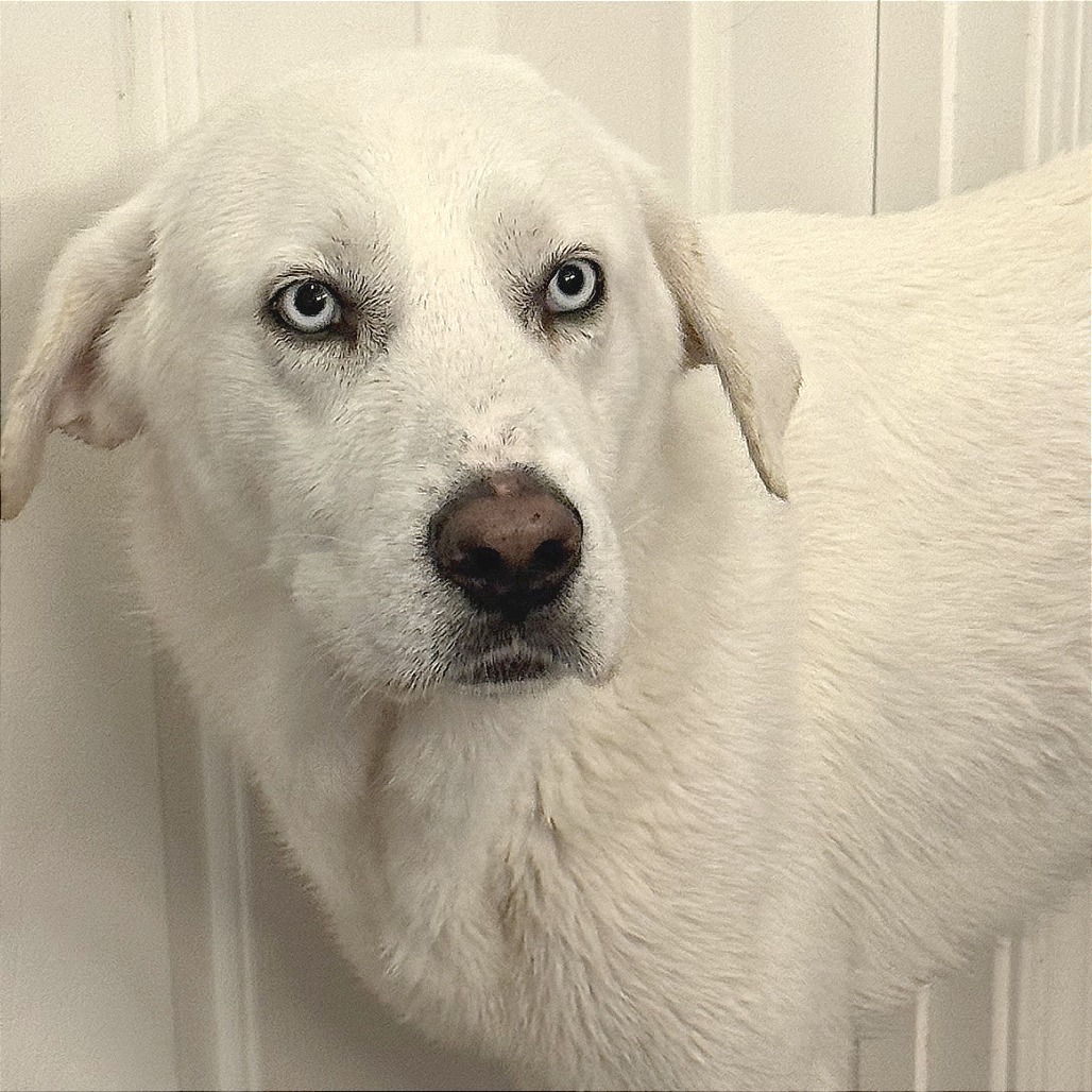 GOOFY — thumbnail 10