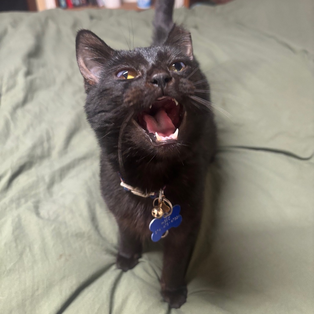 Squiggles -I'm in a foster home, Call to meet with me!, photo 7