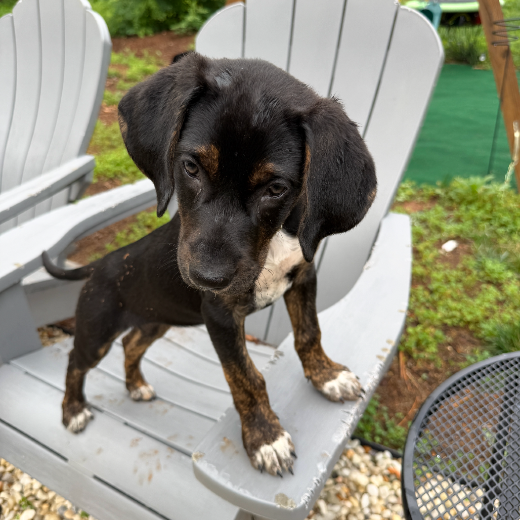 IVY - Hound / Mix available for adoption