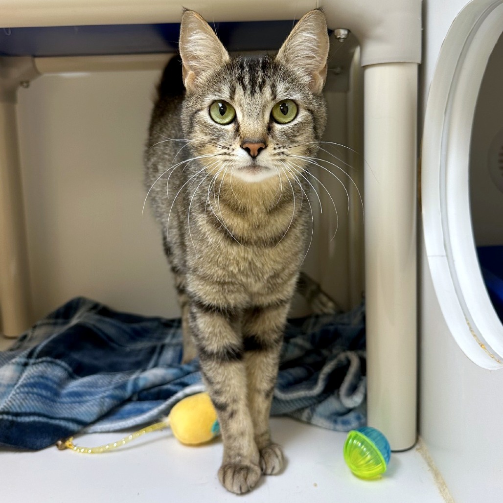 Nancy Drew — thumbnail 2