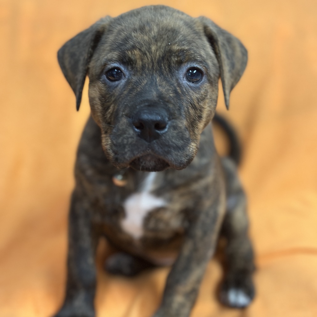 Hazel