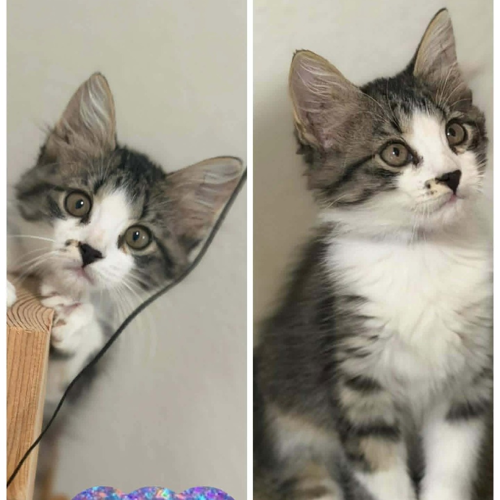 CLEO - Domestic Medium Hair available for adoption