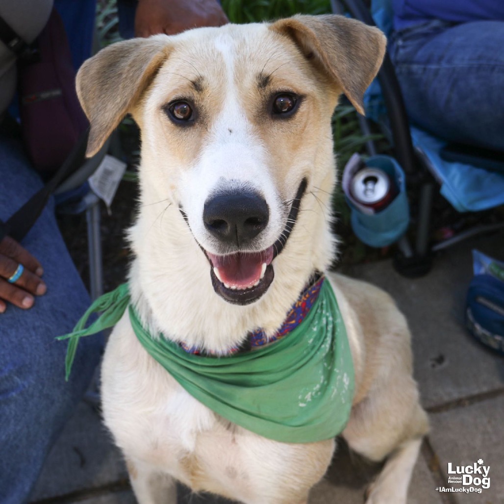 LEMON - Retriever / Yellow Labrador available for adoption