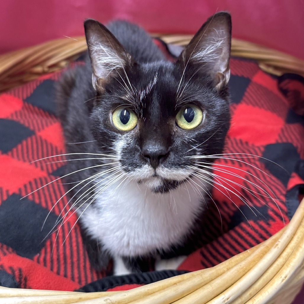MR. MUSTACHE - Domestic Shorthair for adoption in Beaumont