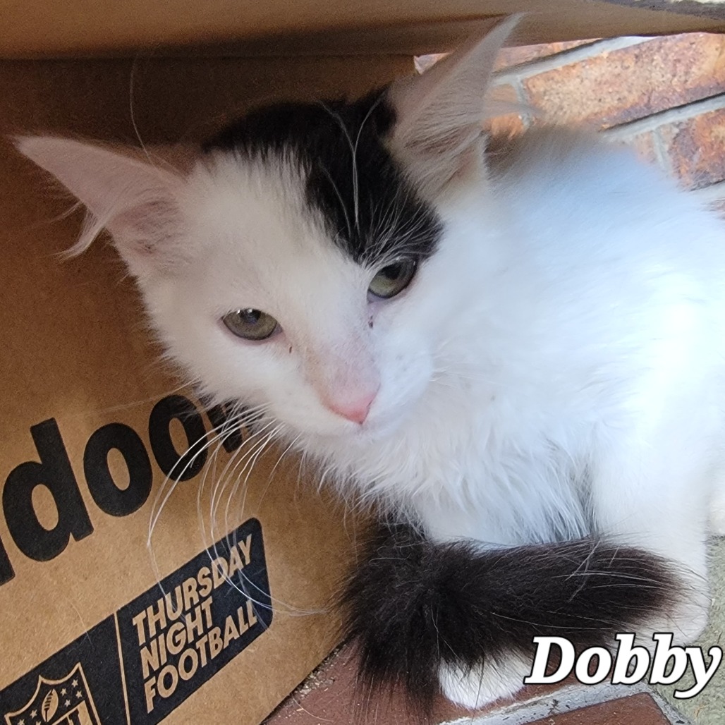 Dobby