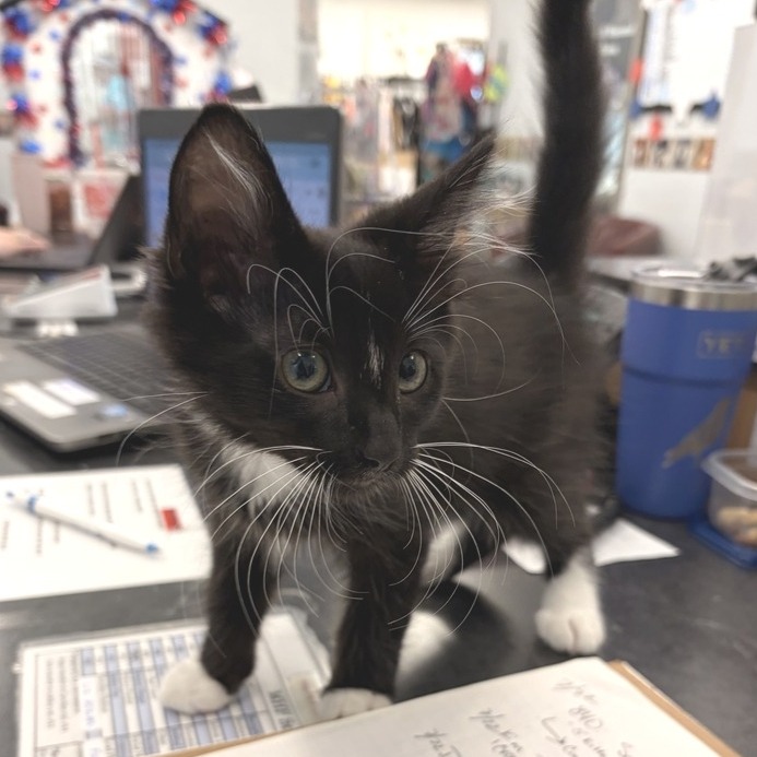 BOOTS - Domestic Medium Hair available for adoption