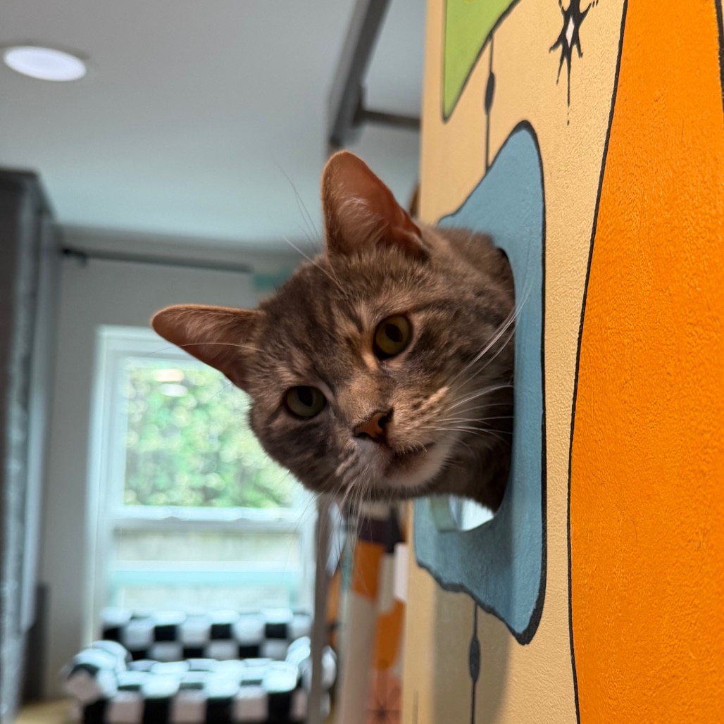 TEDDY - Domestic Shorthair for adoption in Stamford