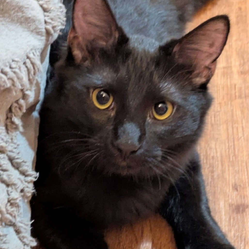 Licorice
