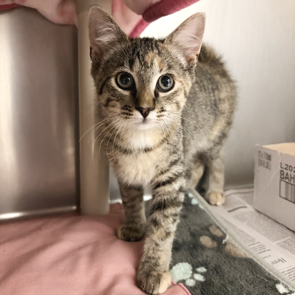 BEATRICE - Domestic Shorthair available for adoption