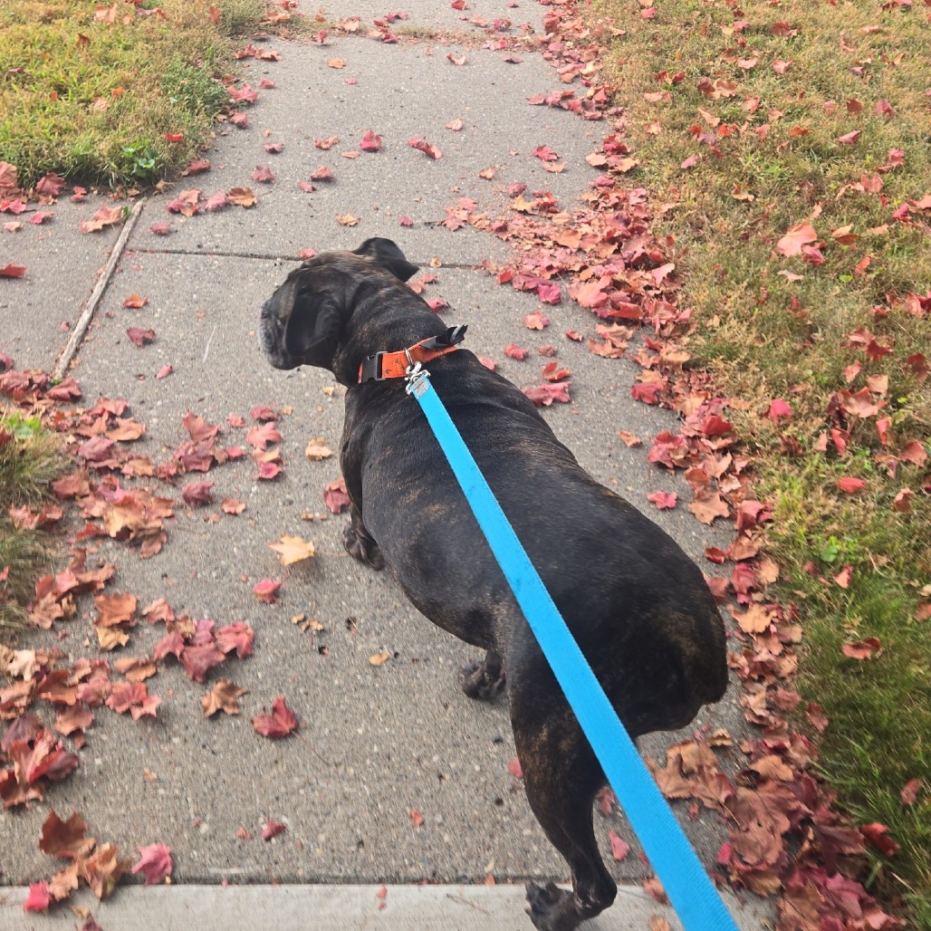 Pepper, photo 12
