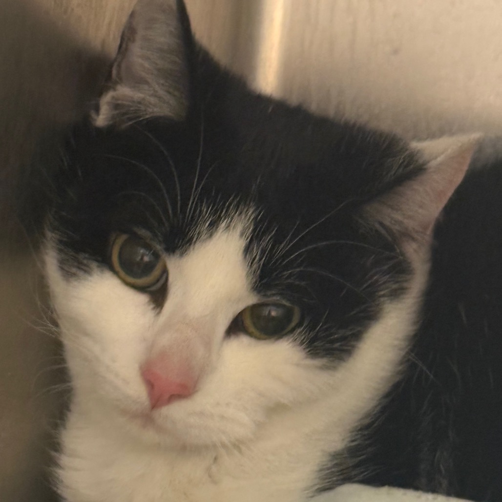 Scatter Bat — thumbnail 4