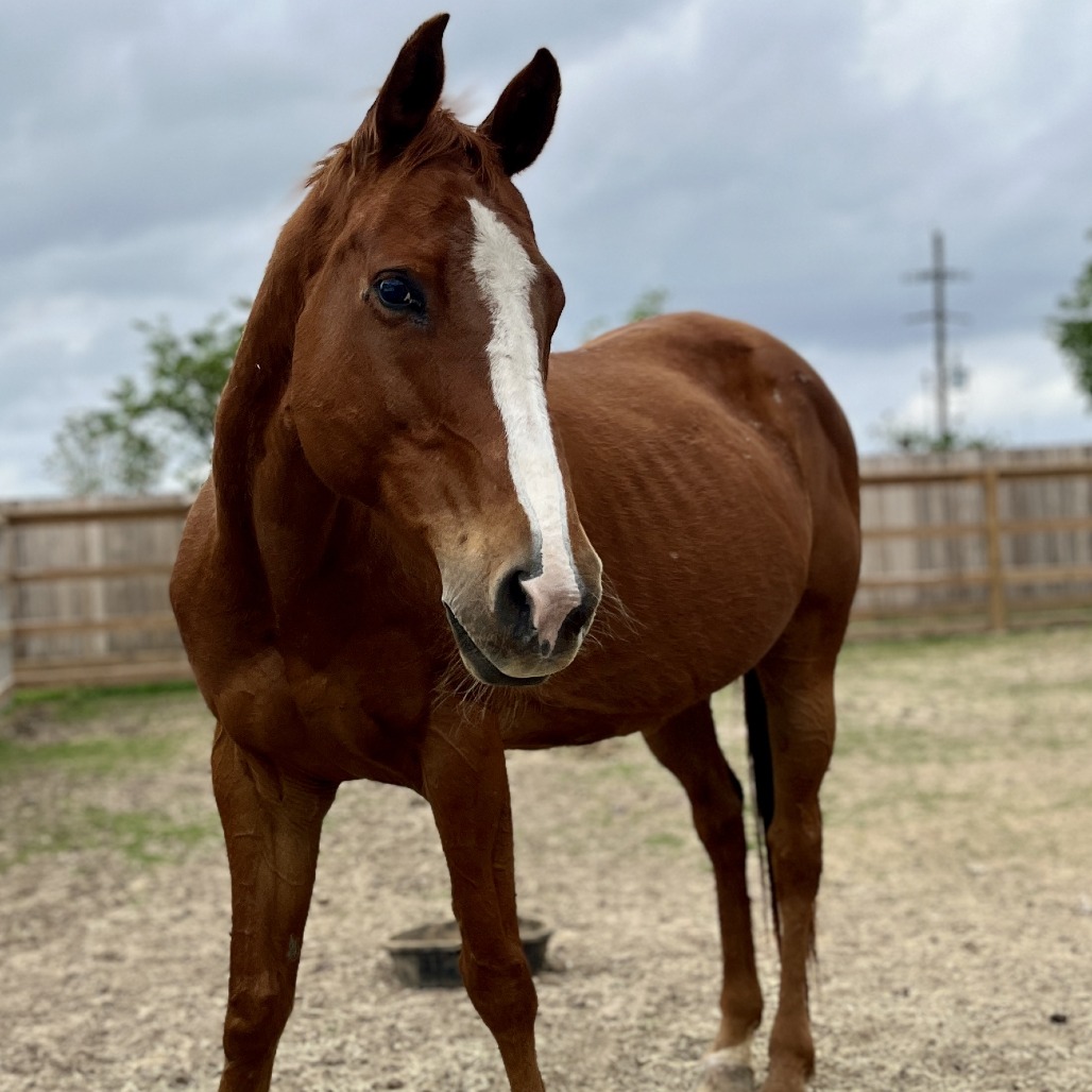 MERCY - Quarter Horse available for adoption