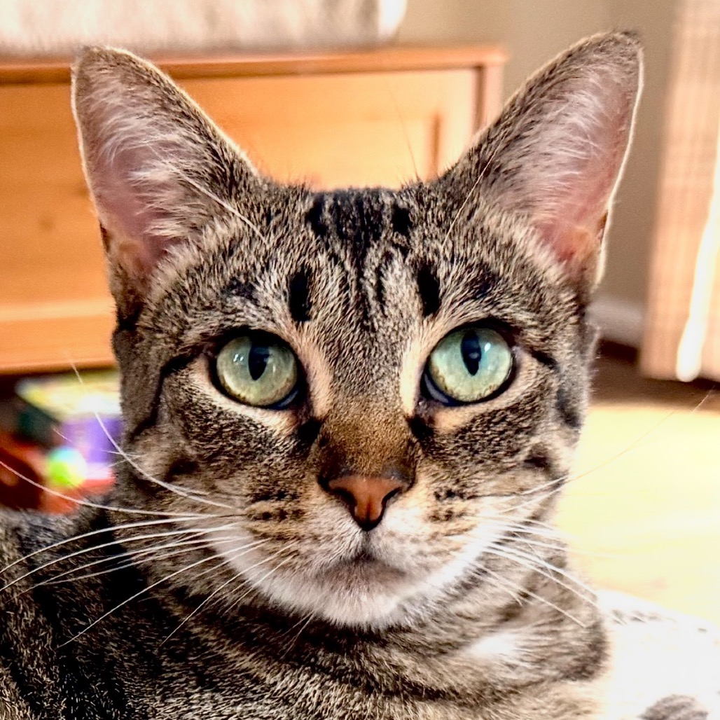 HOLLY - Domestic Shorthair available for adoption