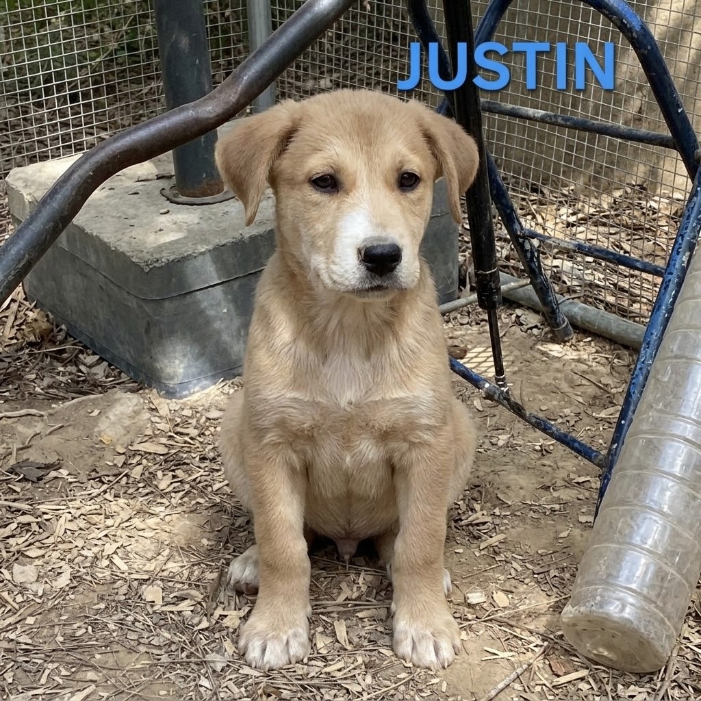 NY Justin (Foster in Holmes NY)