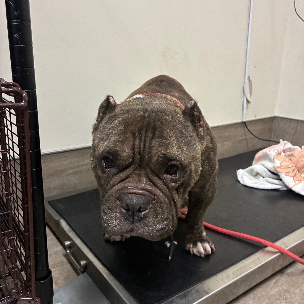 Pit Bull