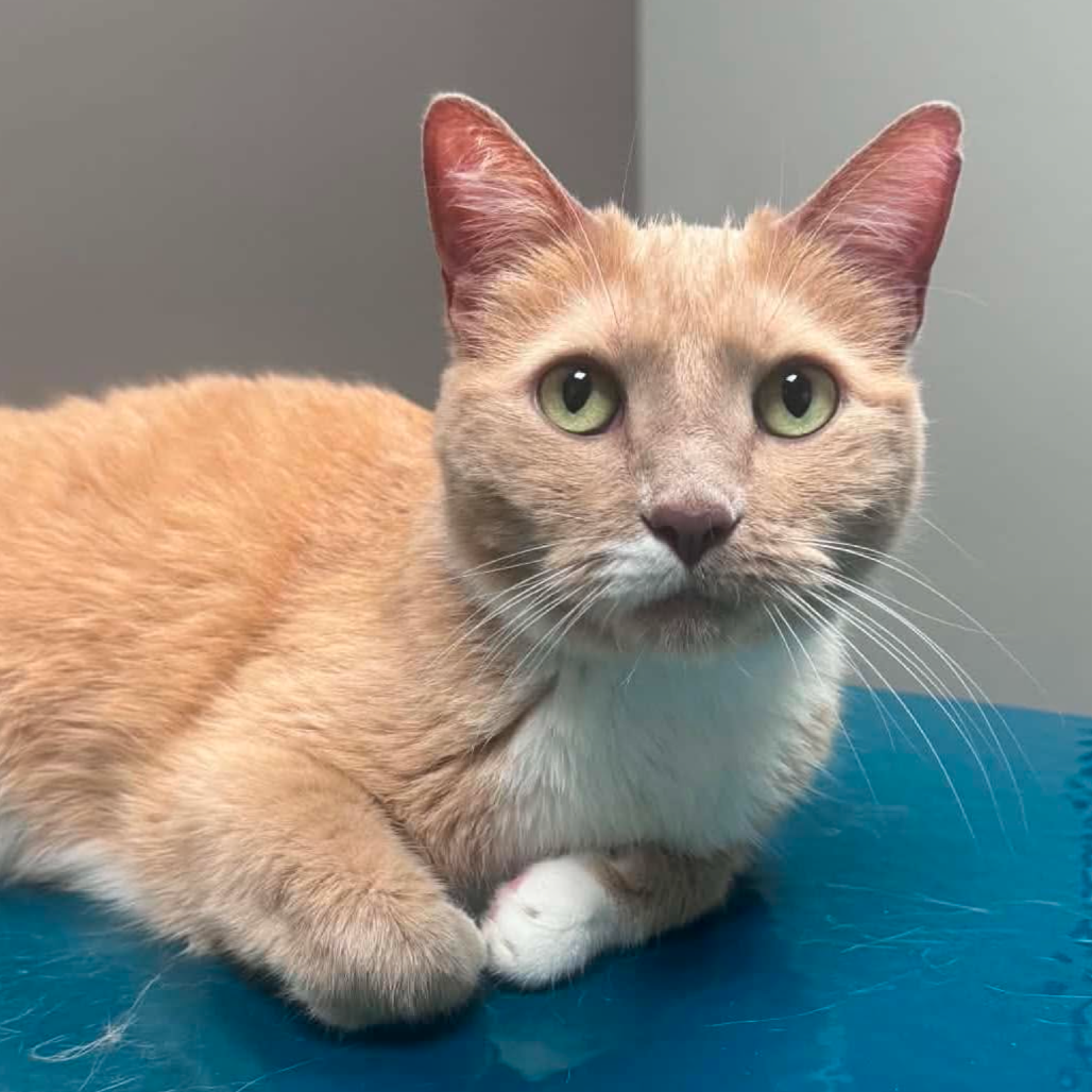 Alex, available for adoption