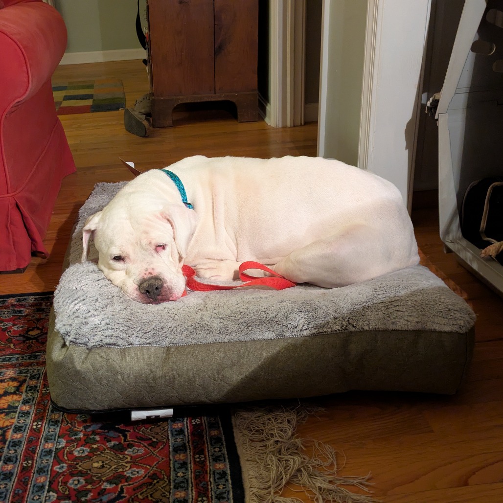 Marley, photo 2