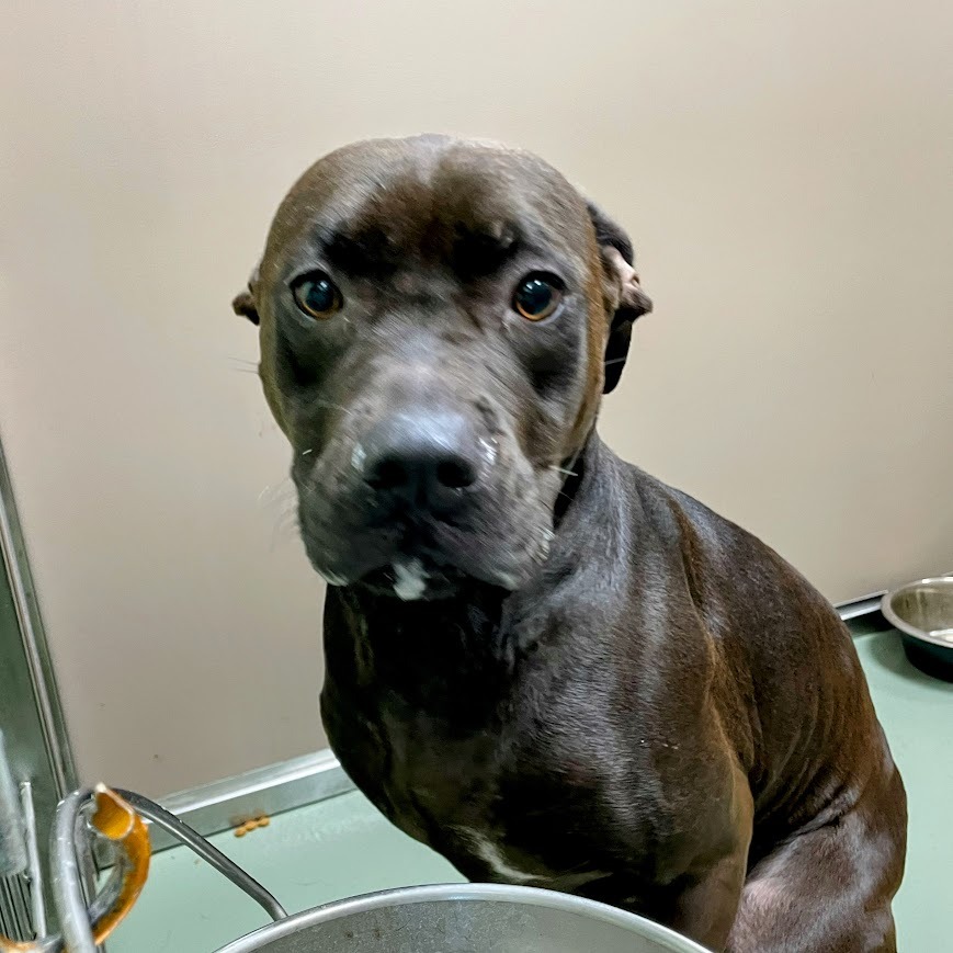 Willow — thumbnail 3