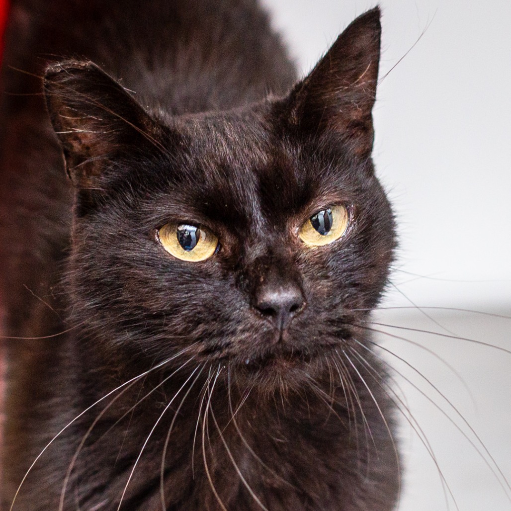 FANCY - Domestic Medium Hair available for adoption