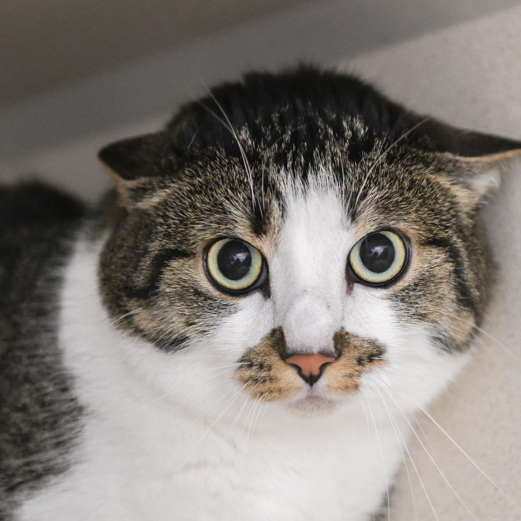 Findus - Domestic Shorthair