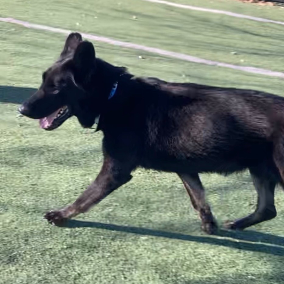 Jacob Black — thumbnail 3