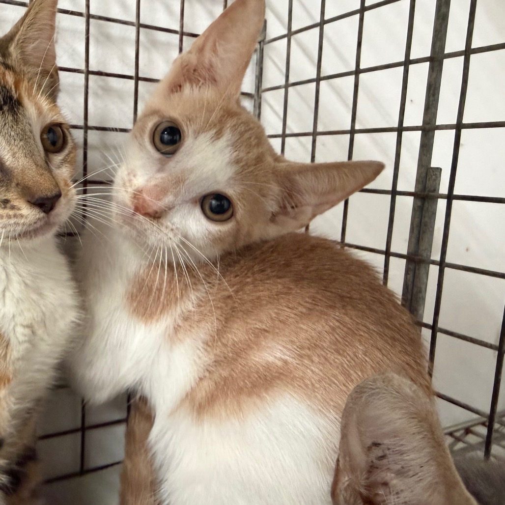 ALEX - Domestic Shorthair available for adoption
