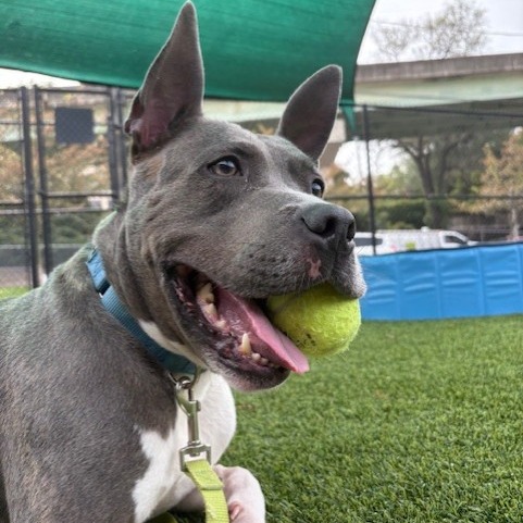 Photo of King Beetle 15