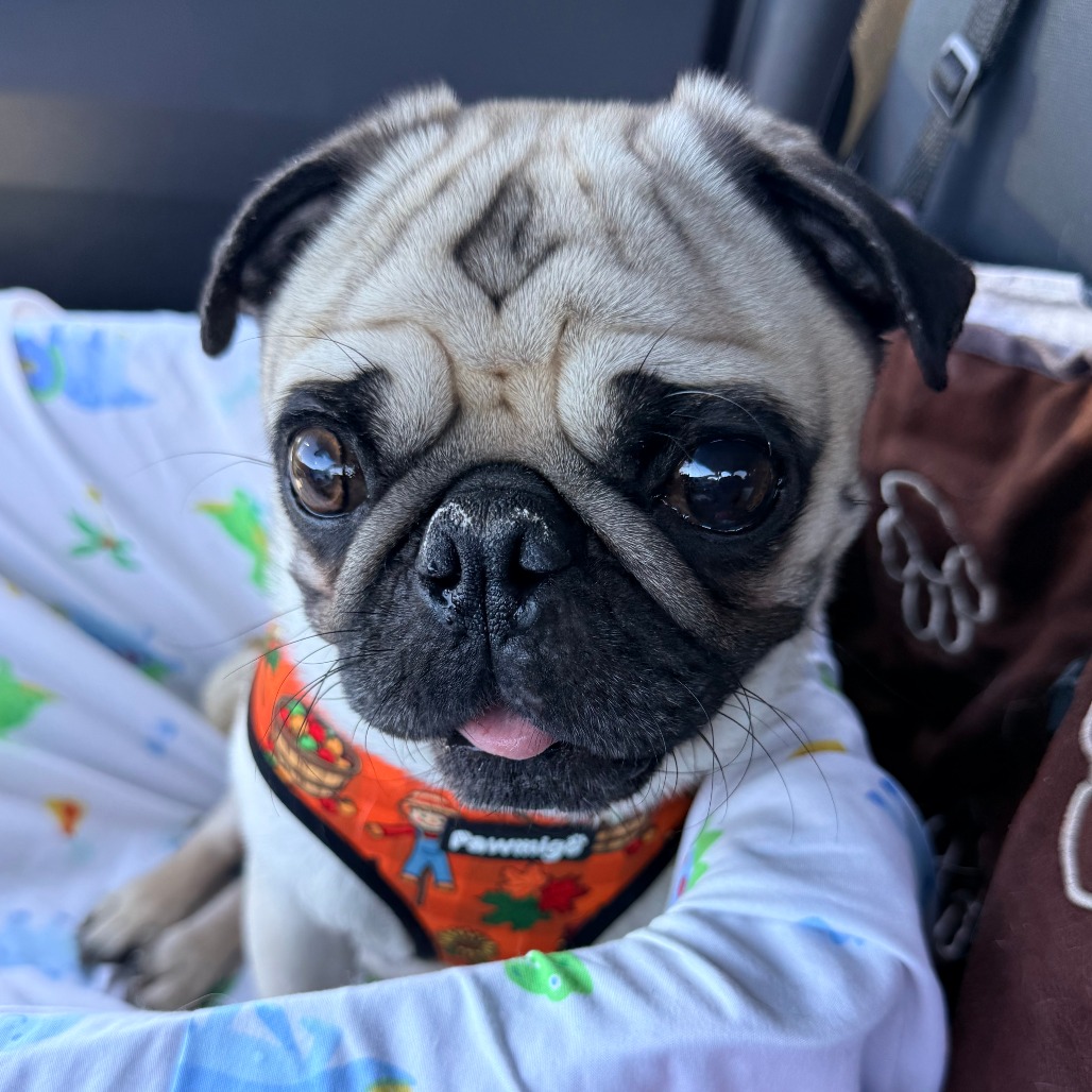 Reggie, photo 16