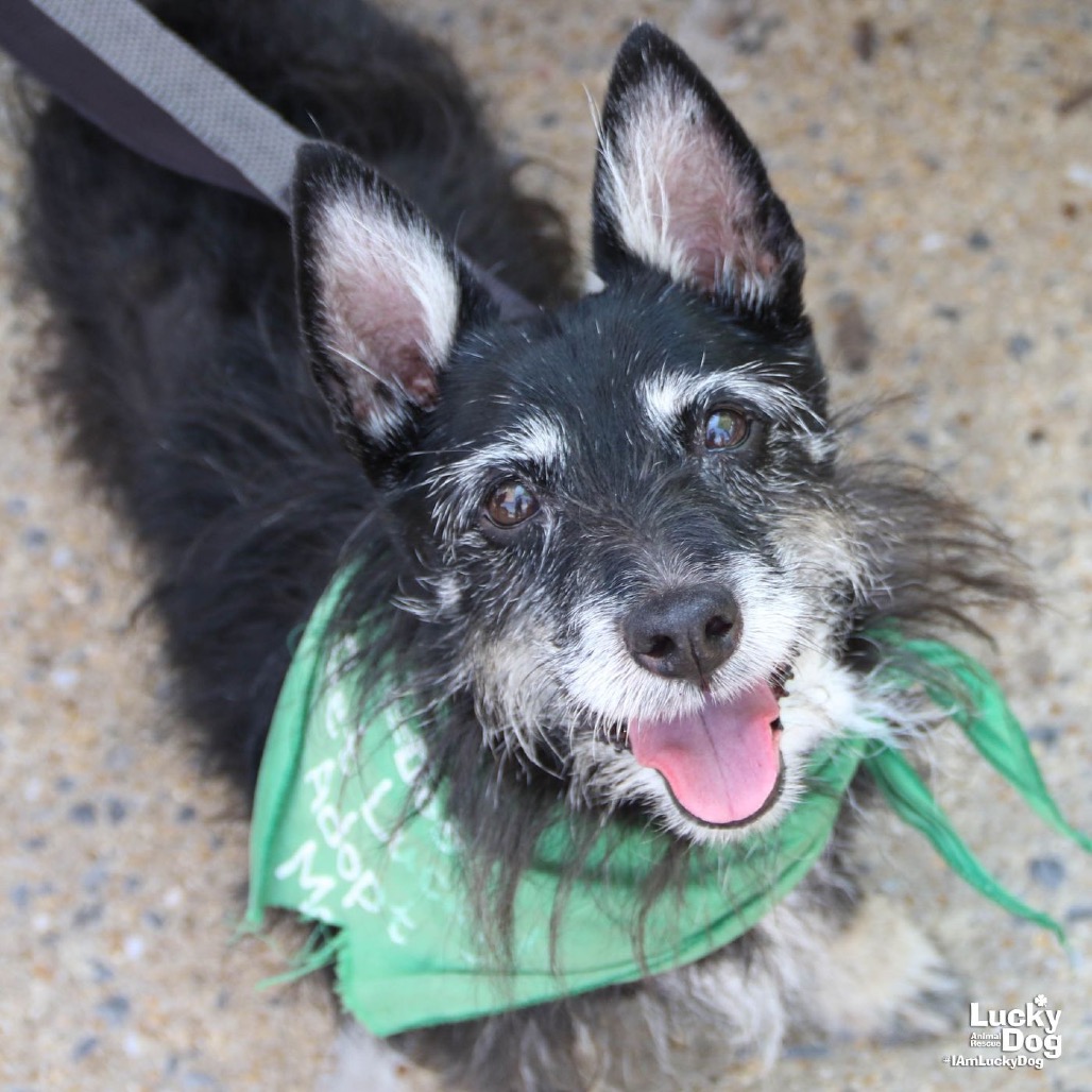 DIAMOND - Terrier, Wirehaired / Mix available for adoption