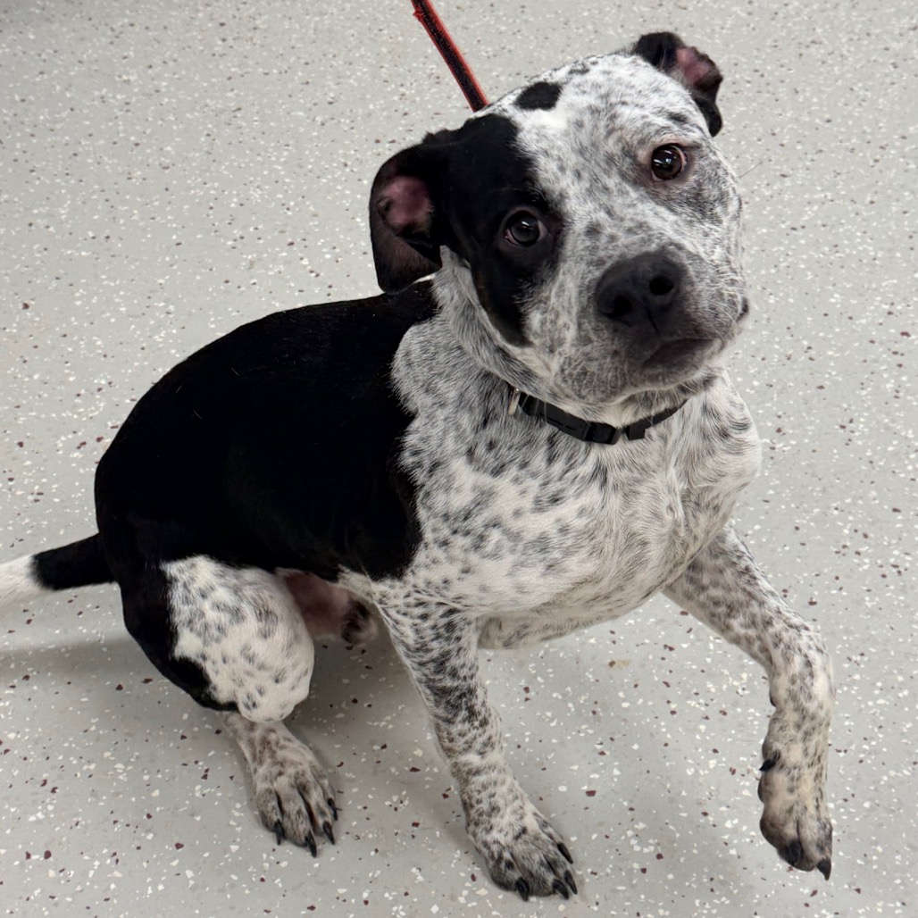 Roscoe — thumbnail 6