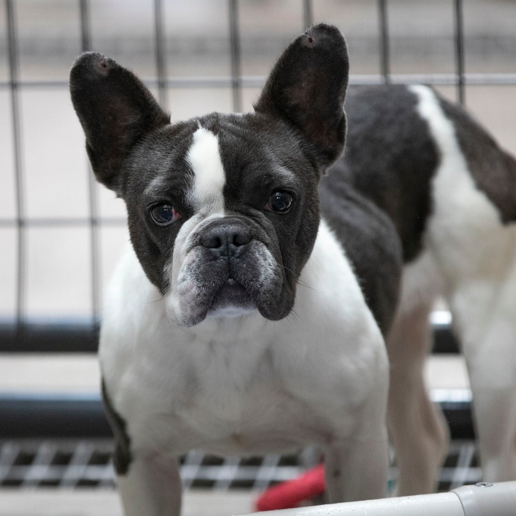 CHARLOTTE (AG26-169) - Bulldog / French available for adoption