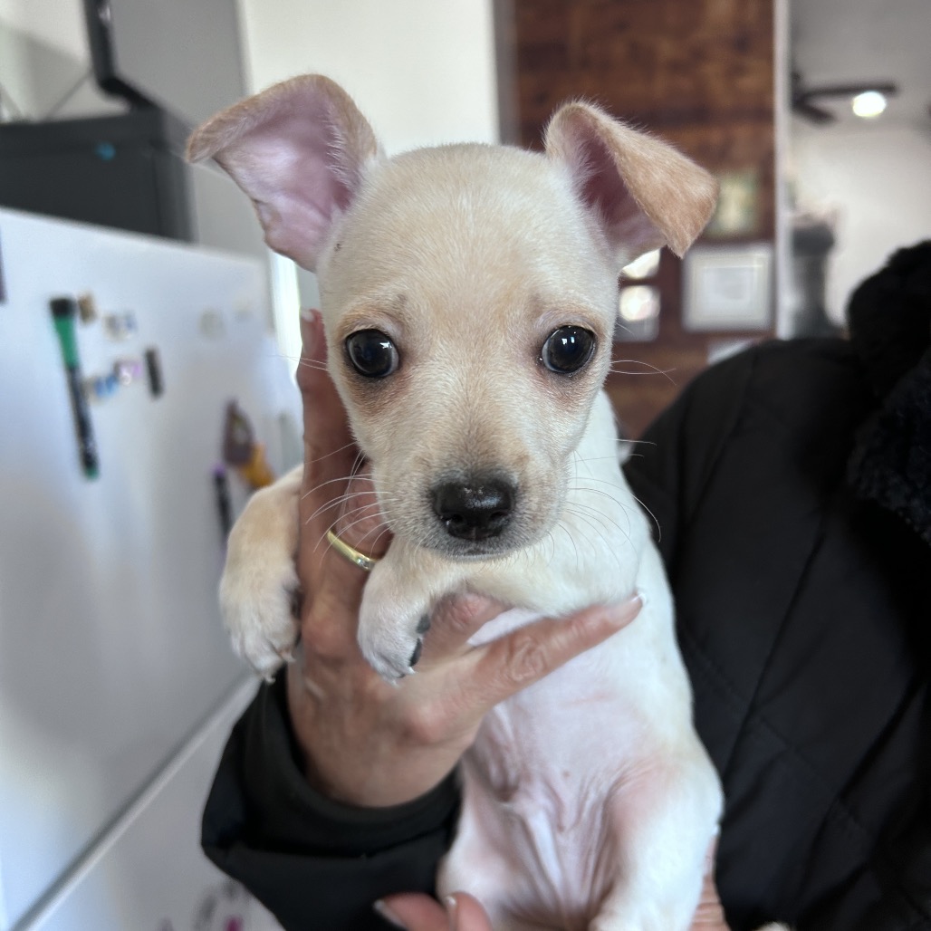 Cooper — thumbnail 2