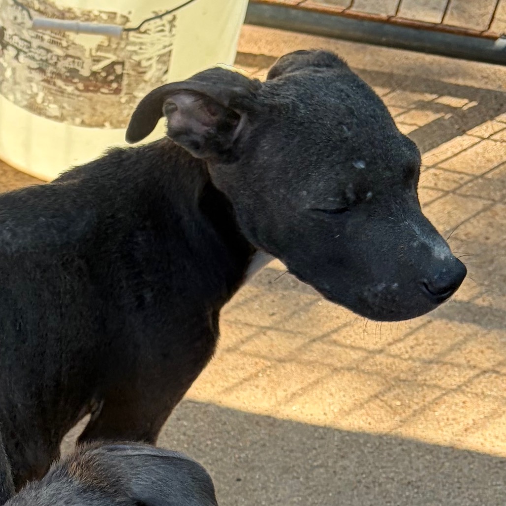 Elvis, an adoptable dog at SPCA-BC