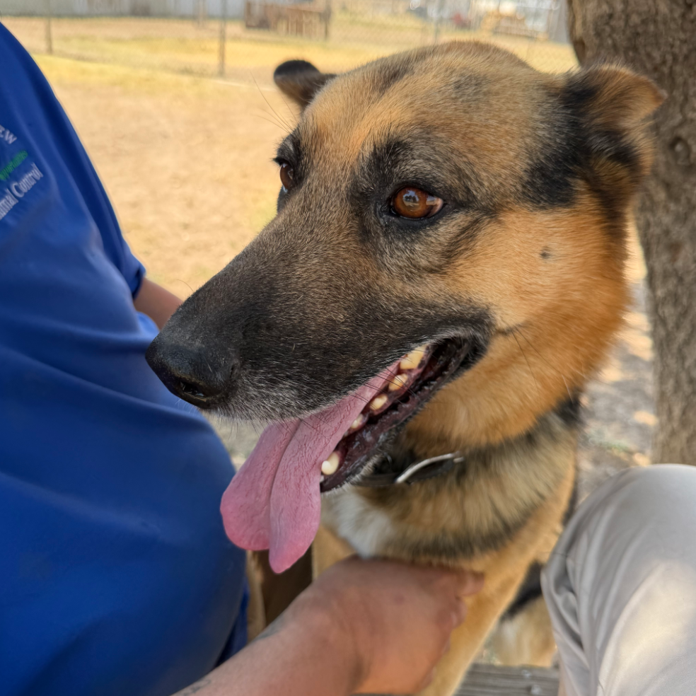Giovanni, available for adoption