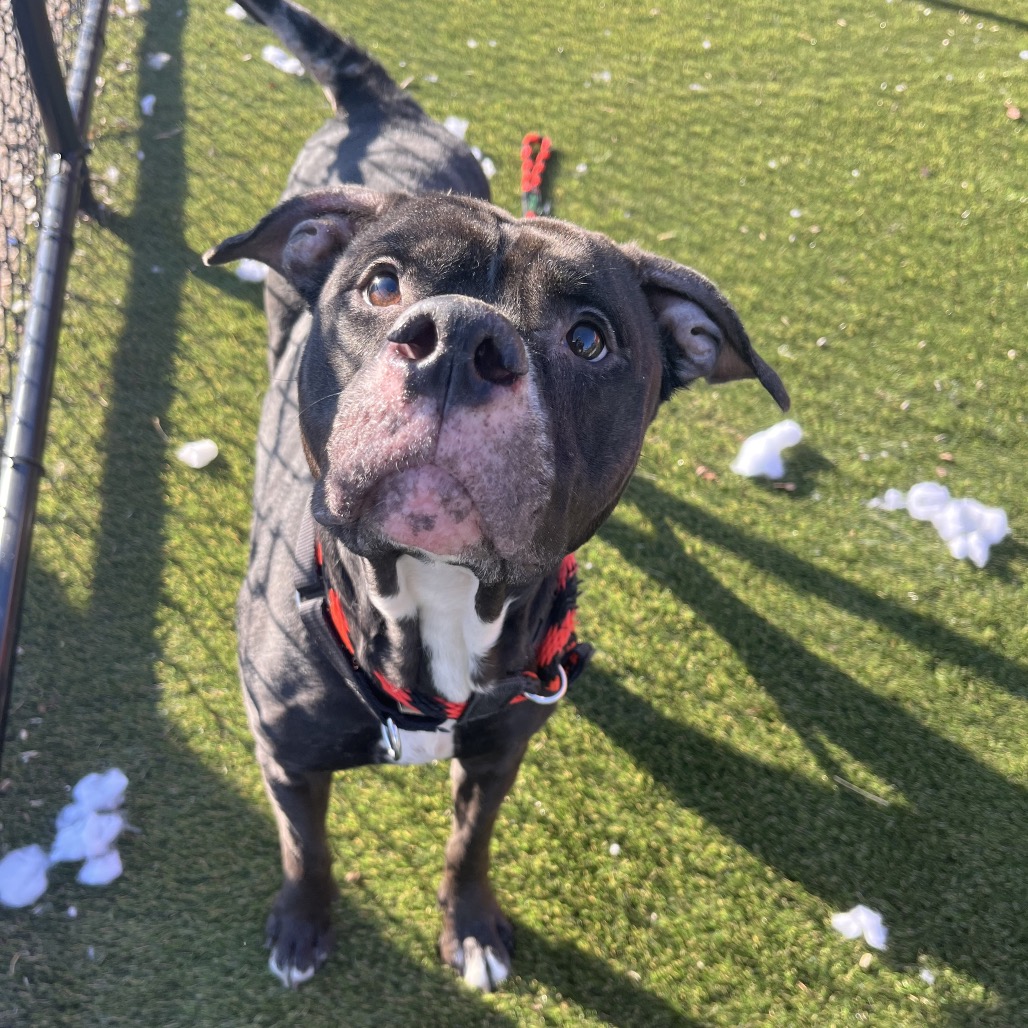 Athena — thumbnail 2