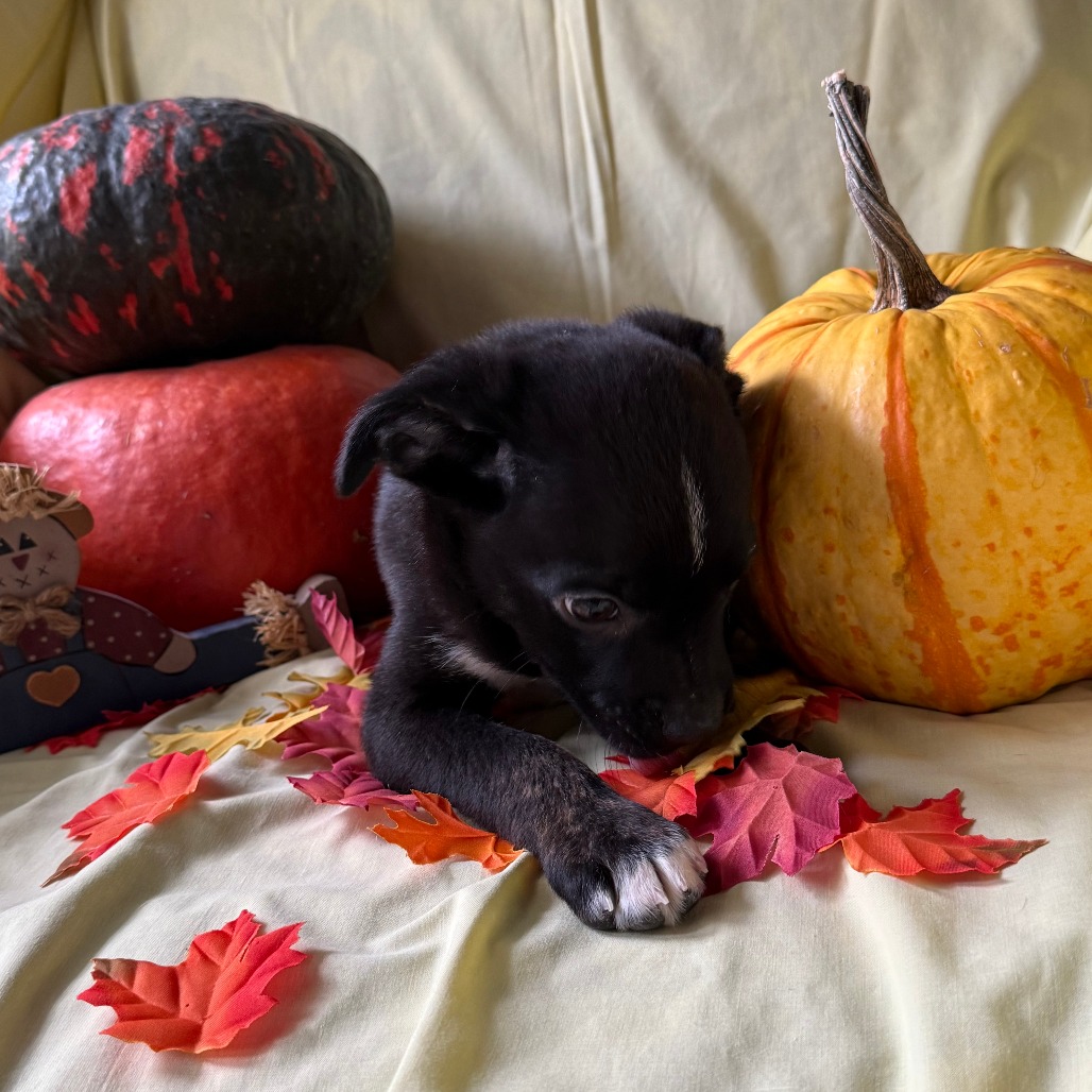 Waylon, photo 3