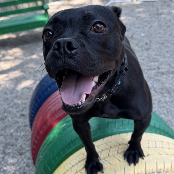 TOFFEE TEEFER - Mixed Breed (Medium) for adoption in Dayton