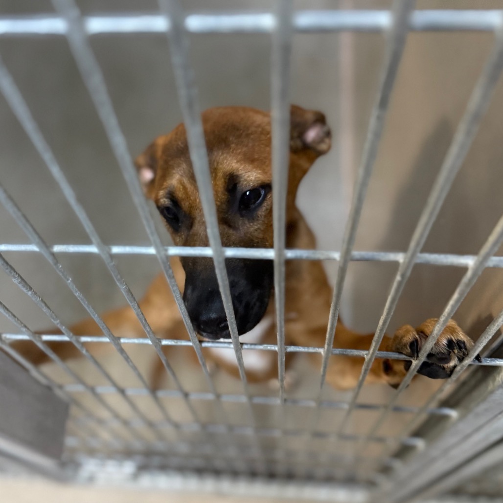 Kennel#4 Lanee's preview photo
