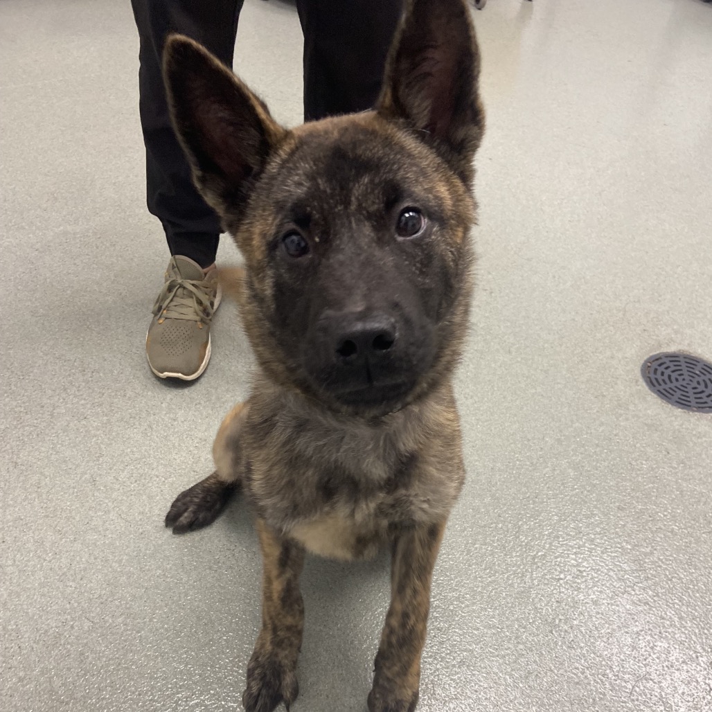 Buttercup is available for adoption at All Kind Animal Initiative