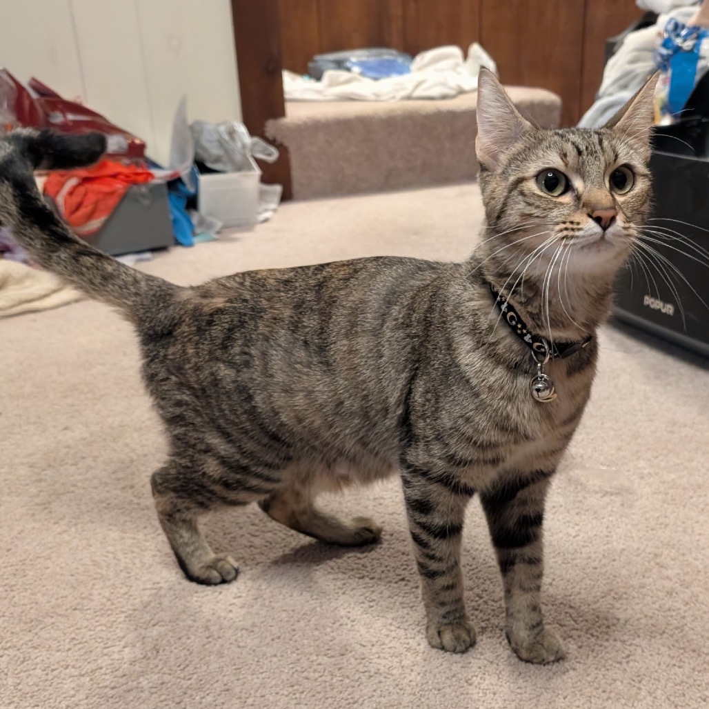 LILITH - Domestic Shorthair for adoption in Silver Spring