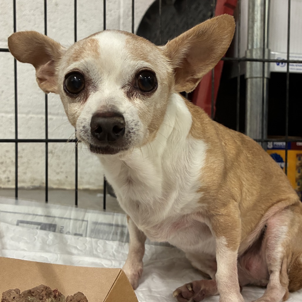 STAR (ESTRELLA) - Chihuahua available for adoption