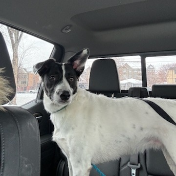 Brie--In Foster, photo 5
