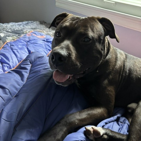 Creed--In Foster***ADOPTION PENDING***, photo 2