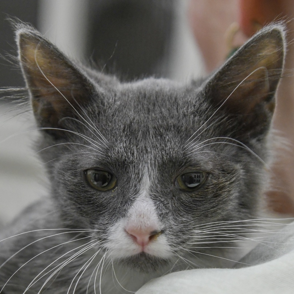 Howard - Domestic Shorthair