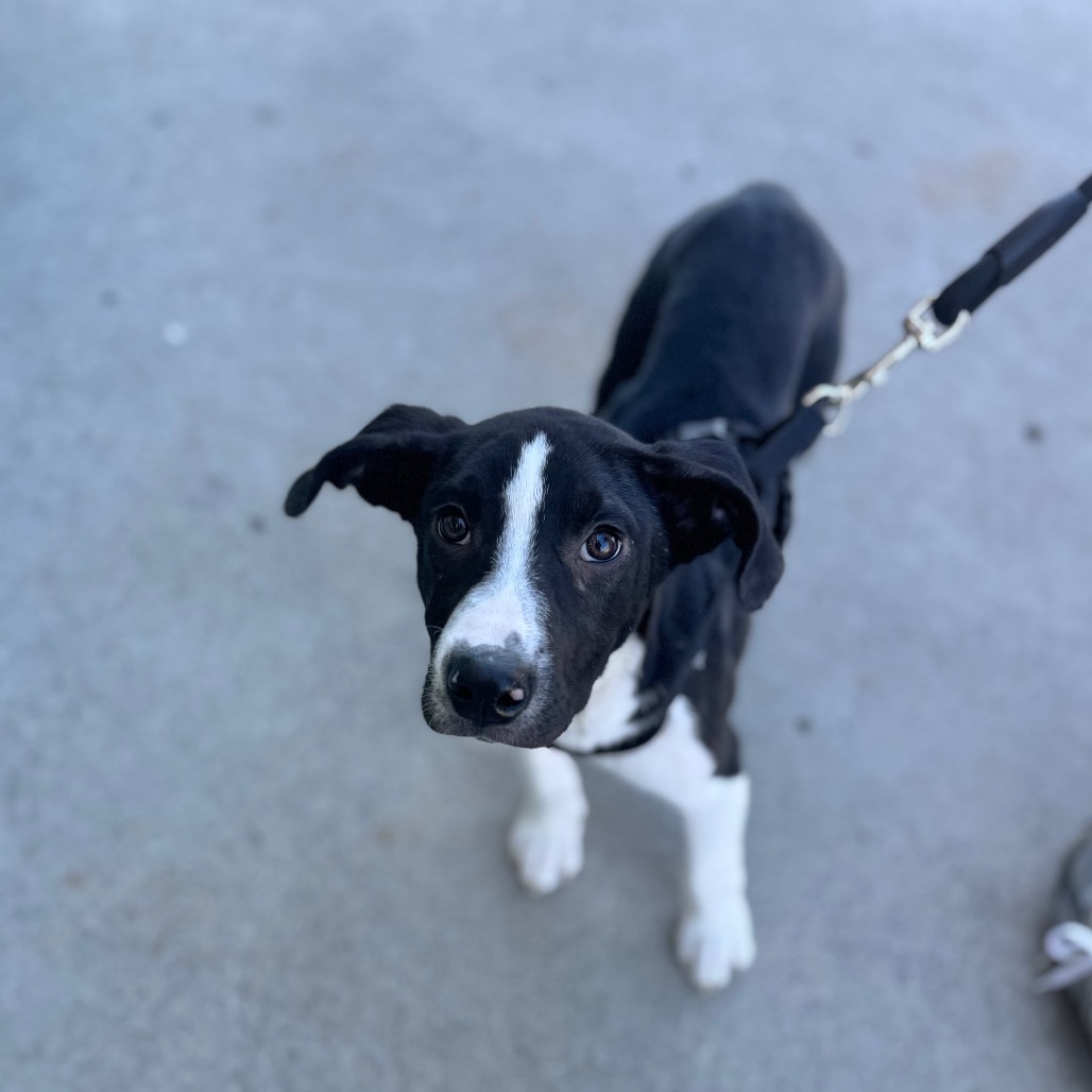 Finnigan — thumbnail 5