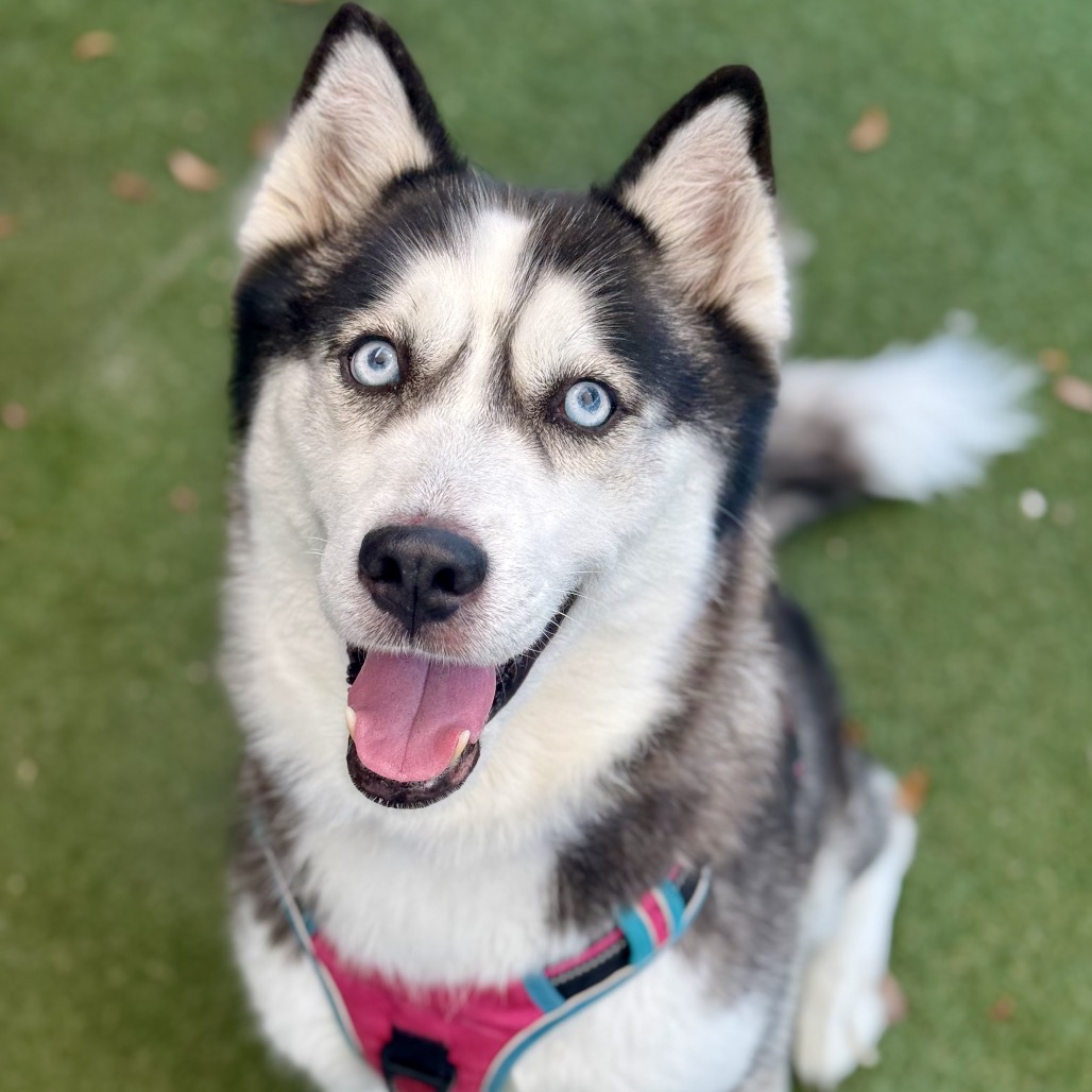 Image of Rosie looking at the camera