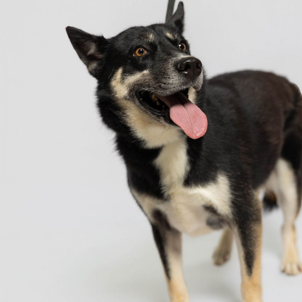 PANTHER - Shepherd available for adoption